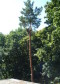 BOHNEBERG Baumspezialisten